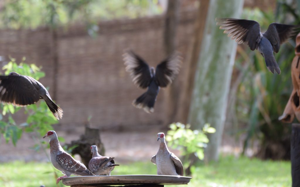 fåglar gambia