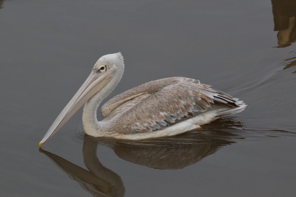 fåglar gambia